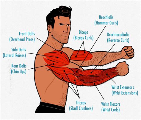 what muscles do you use when you arm wrestle|Muscle Breakdown: What Muscles Are Used in Arm。